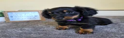 Miniature Dachshund dogs for sale: Clover- AKC - Ad 6