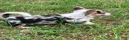 Mixed Breed dogs for sale: Bo - Ad 3