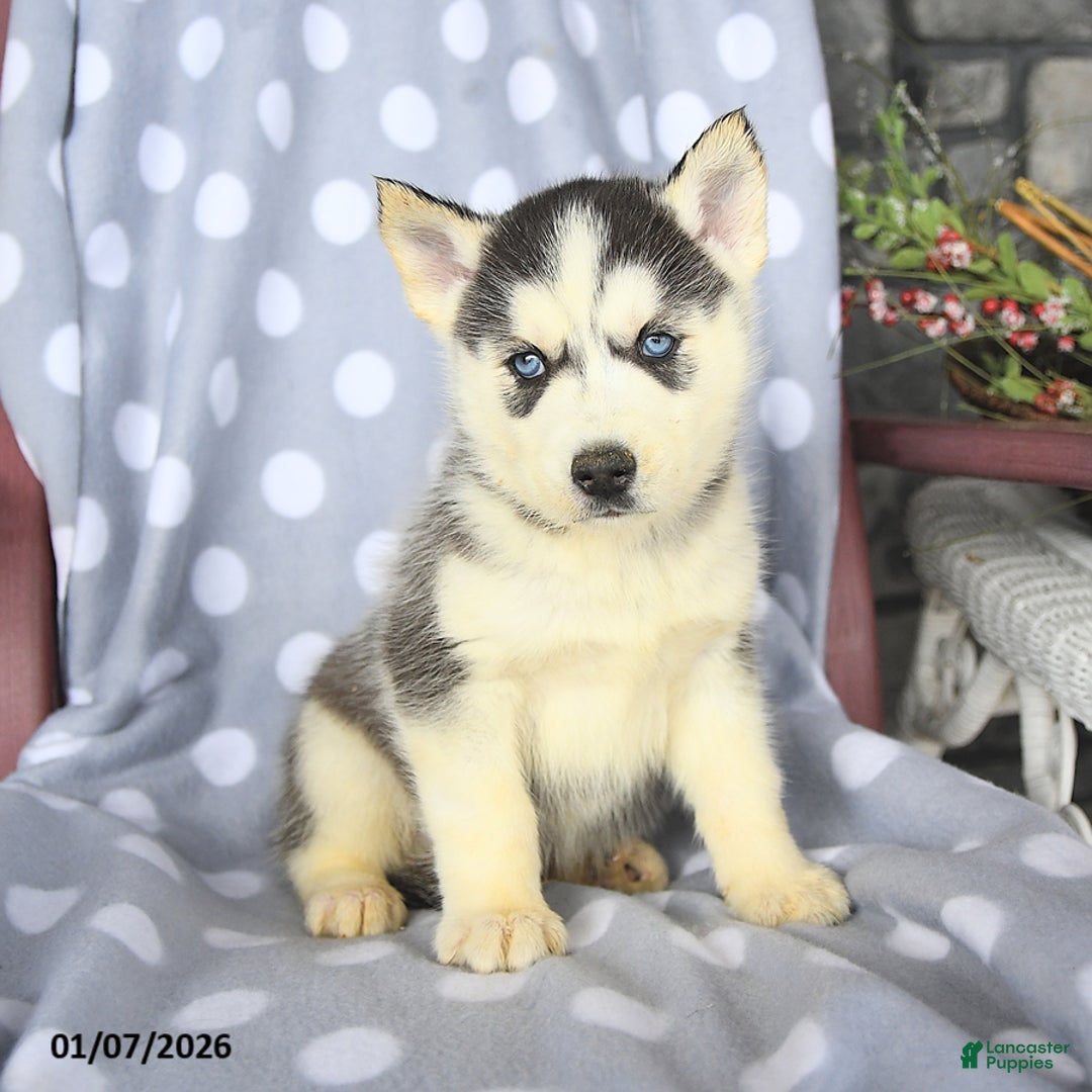 Siberian Husky dogs for sale: Bobby - Ad 2