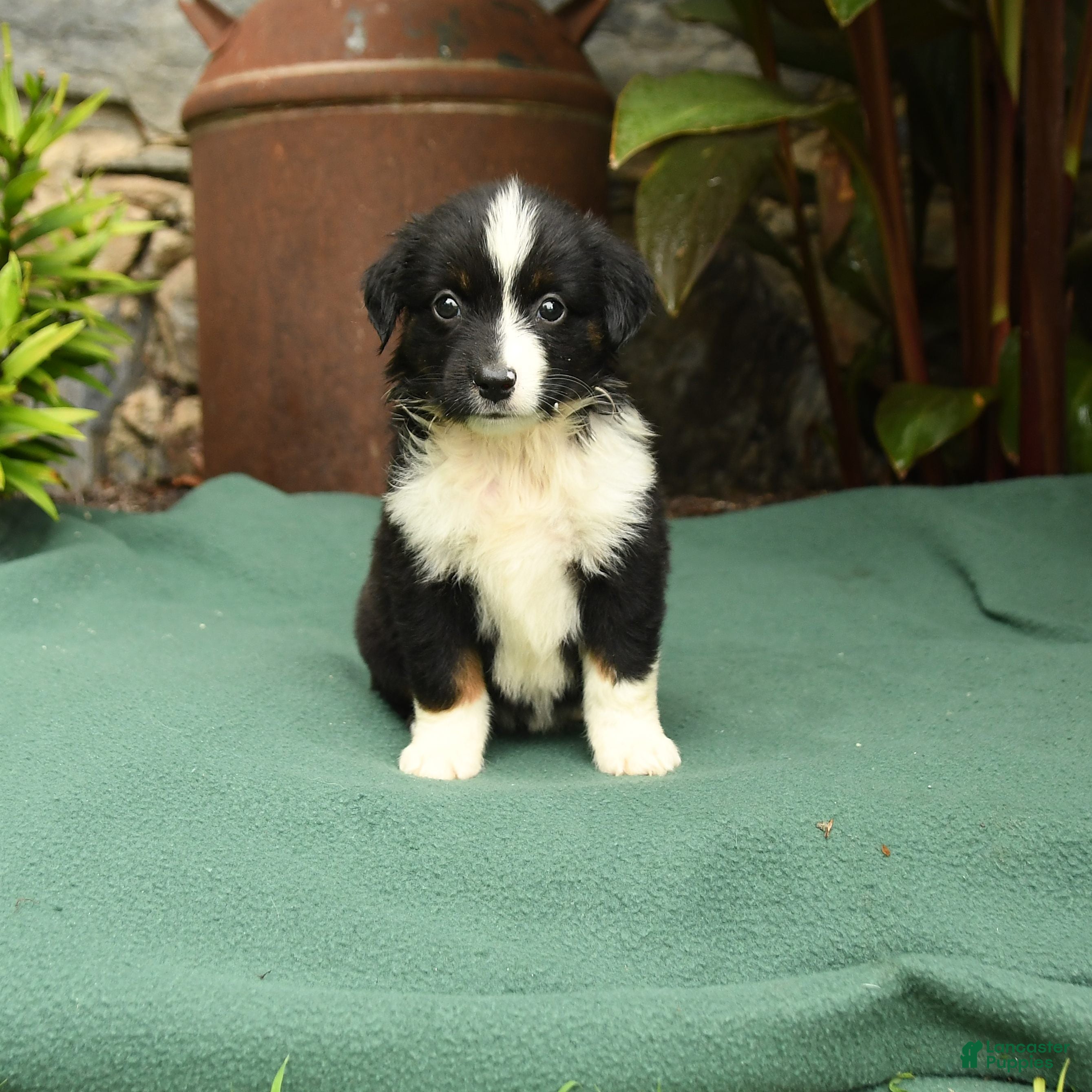 Miniature Australian Shepherd dogs Roxie - Ad 1
