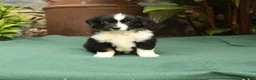 Miniature Australian Shepherd dogs for sale: Roxie - Ad 1