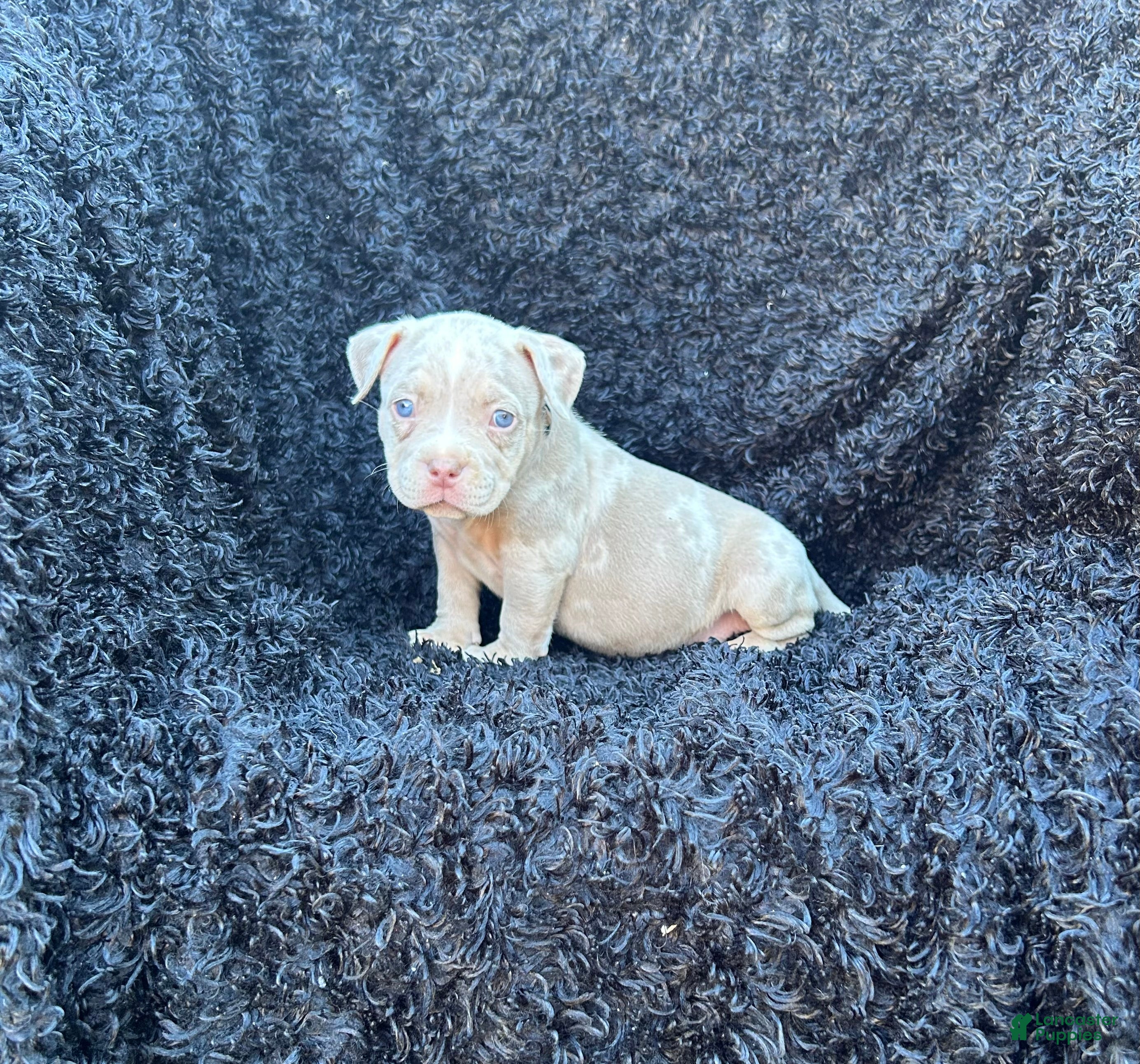 Tri Merle Bully American Bully Xxl Puppy For Sale Merle Large