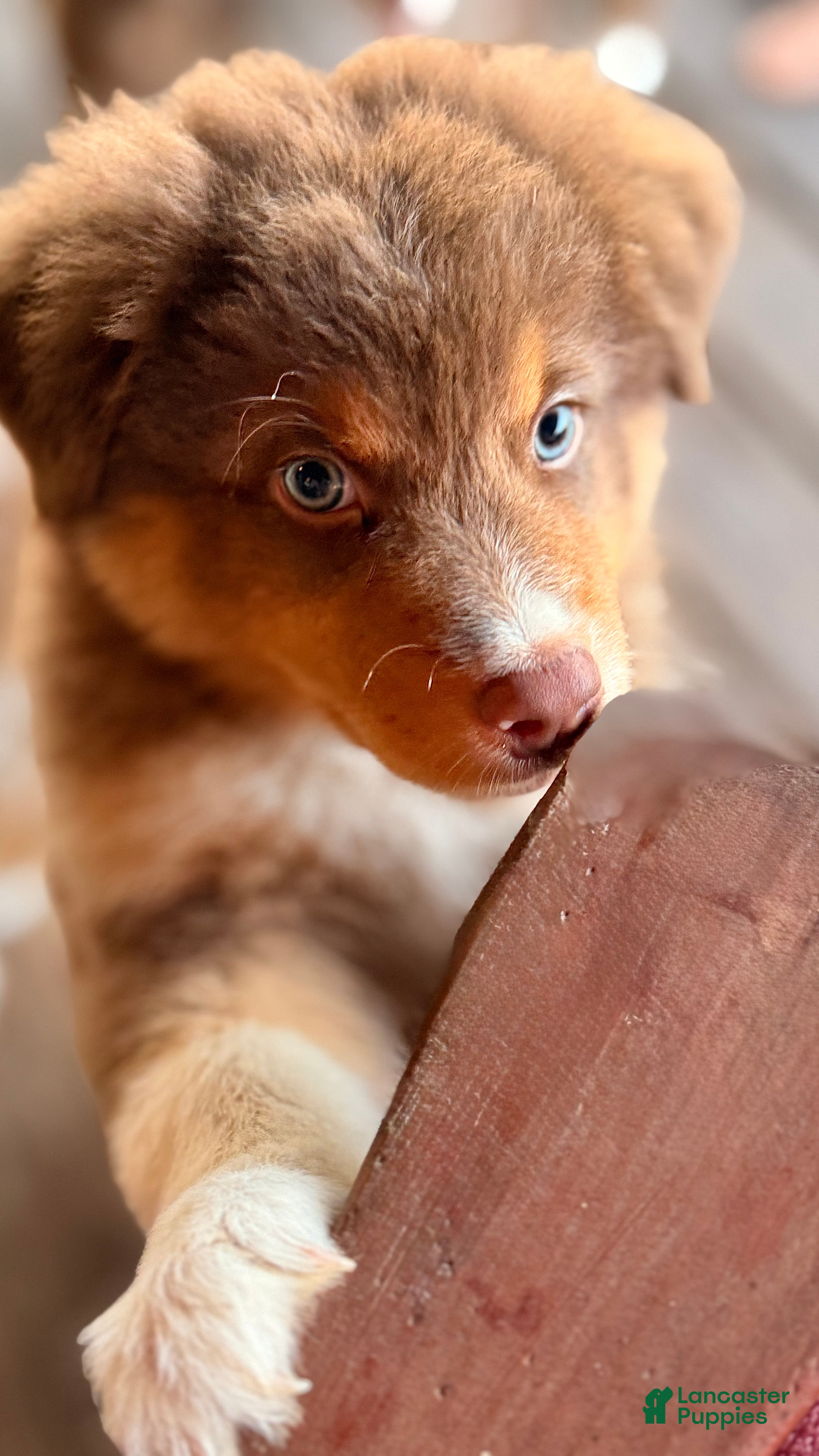 Australian Shepherd dogs AKC 4 Russell - Ad 2