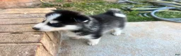 Siberian Husky dogs for sale: Tank - Ad 10