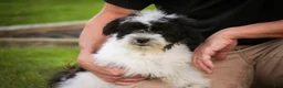 Havanese dogs for sale: Ivan Havanese Puppy  - Ad 28