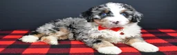 Mini Bernedoodle dogs for sale: Bobby - Ad 5