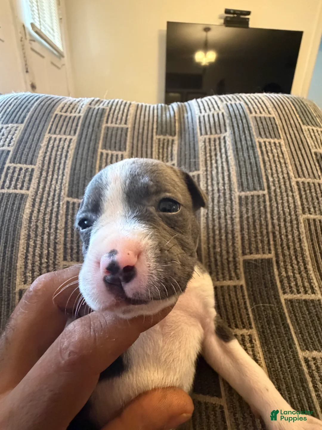 American Pit Bull Terrier dogs for sale: Spicy  - Ad 2