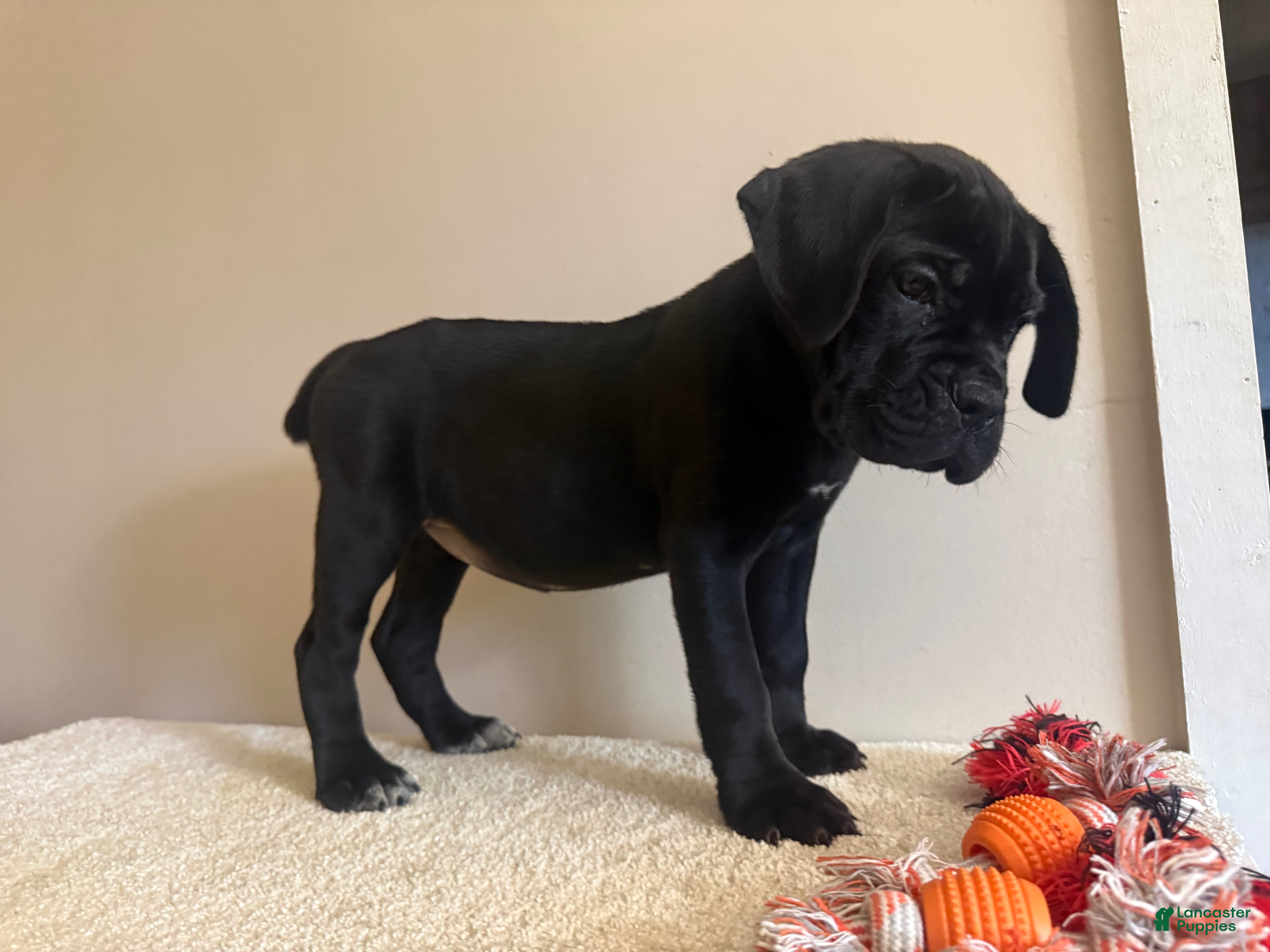 Cane Corso dogs Bella  - Ad 1
