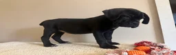 Cane Corso dogs for sale: Bella  - Ad 1