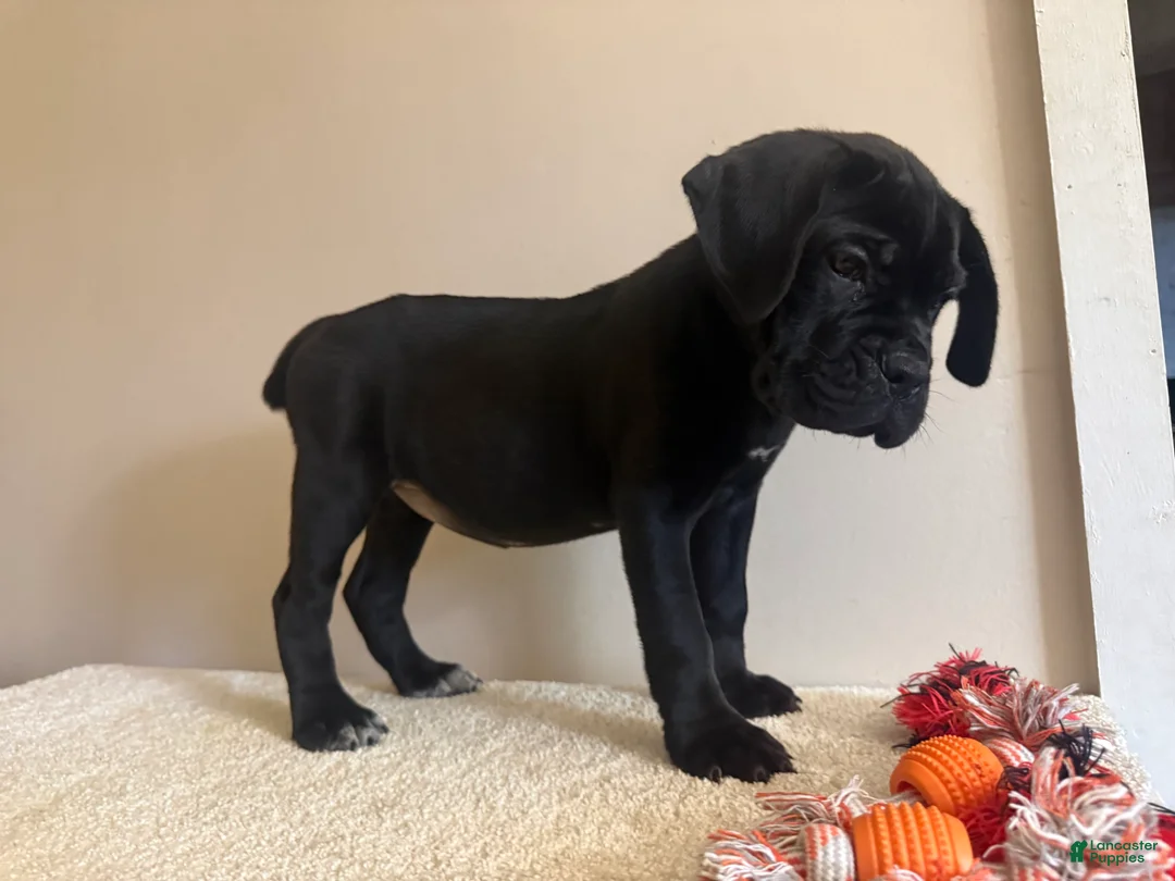 Cane Corso dogs for sale: Bella  - Ad 1