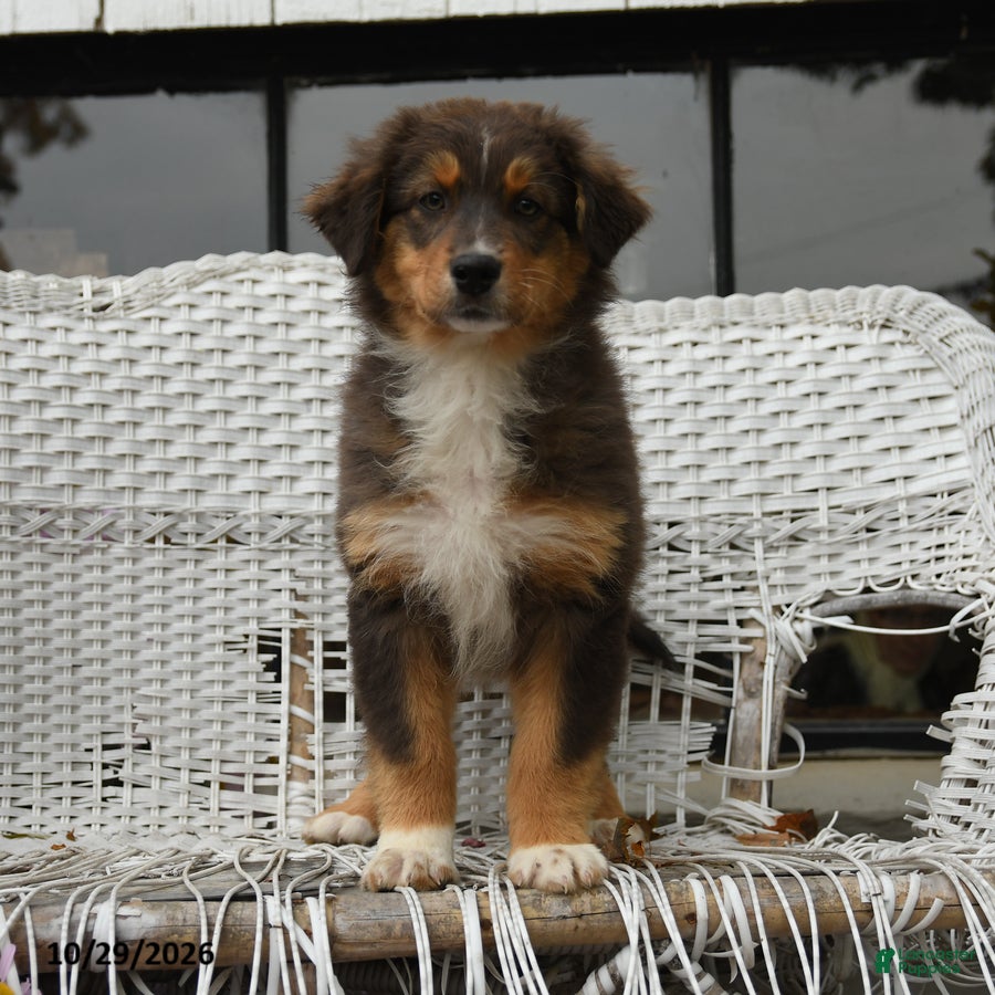 Australian Shepherd dogs for sale: Rain - Ad 1