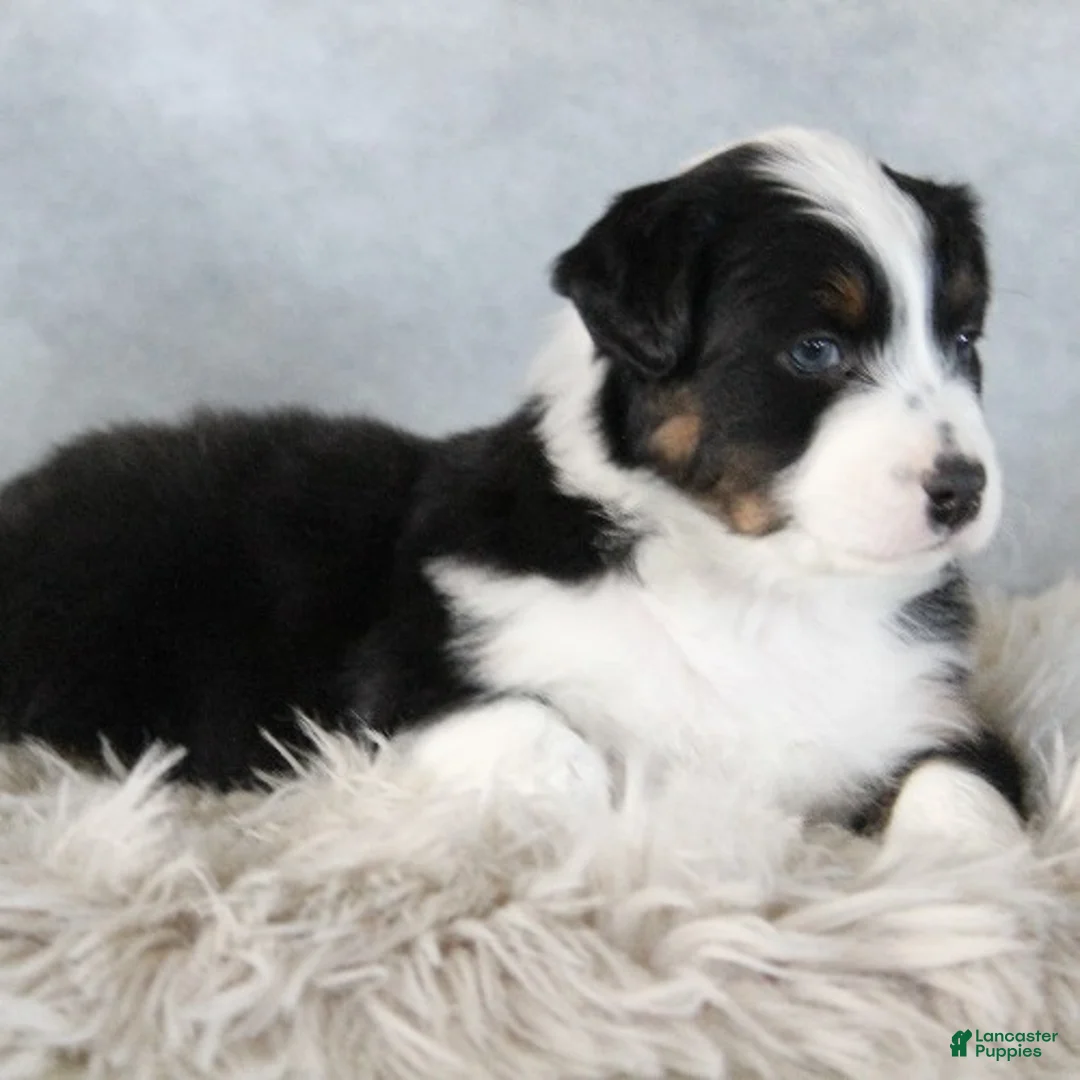 Australian Shepherd dogs for sale: Colton - Ad 2