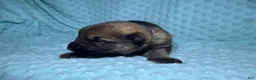 German Shepherd dogs for sale: Daisy - Ad 64