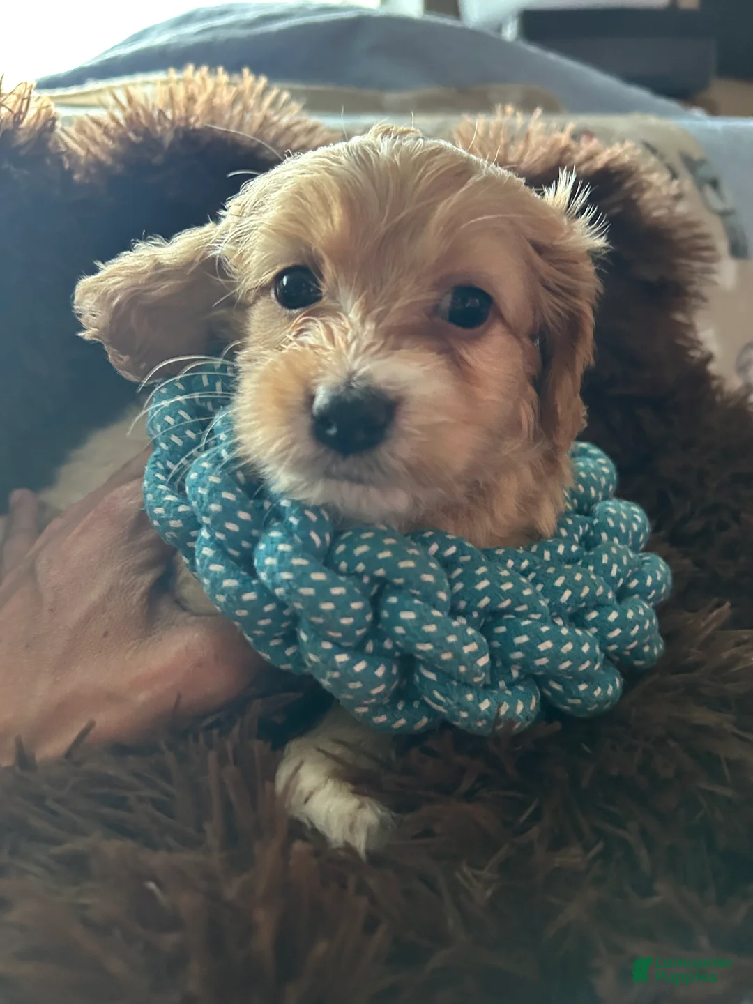 Cockapoo dogs for sale: Cockapoo Puppy 2 - Ad 2