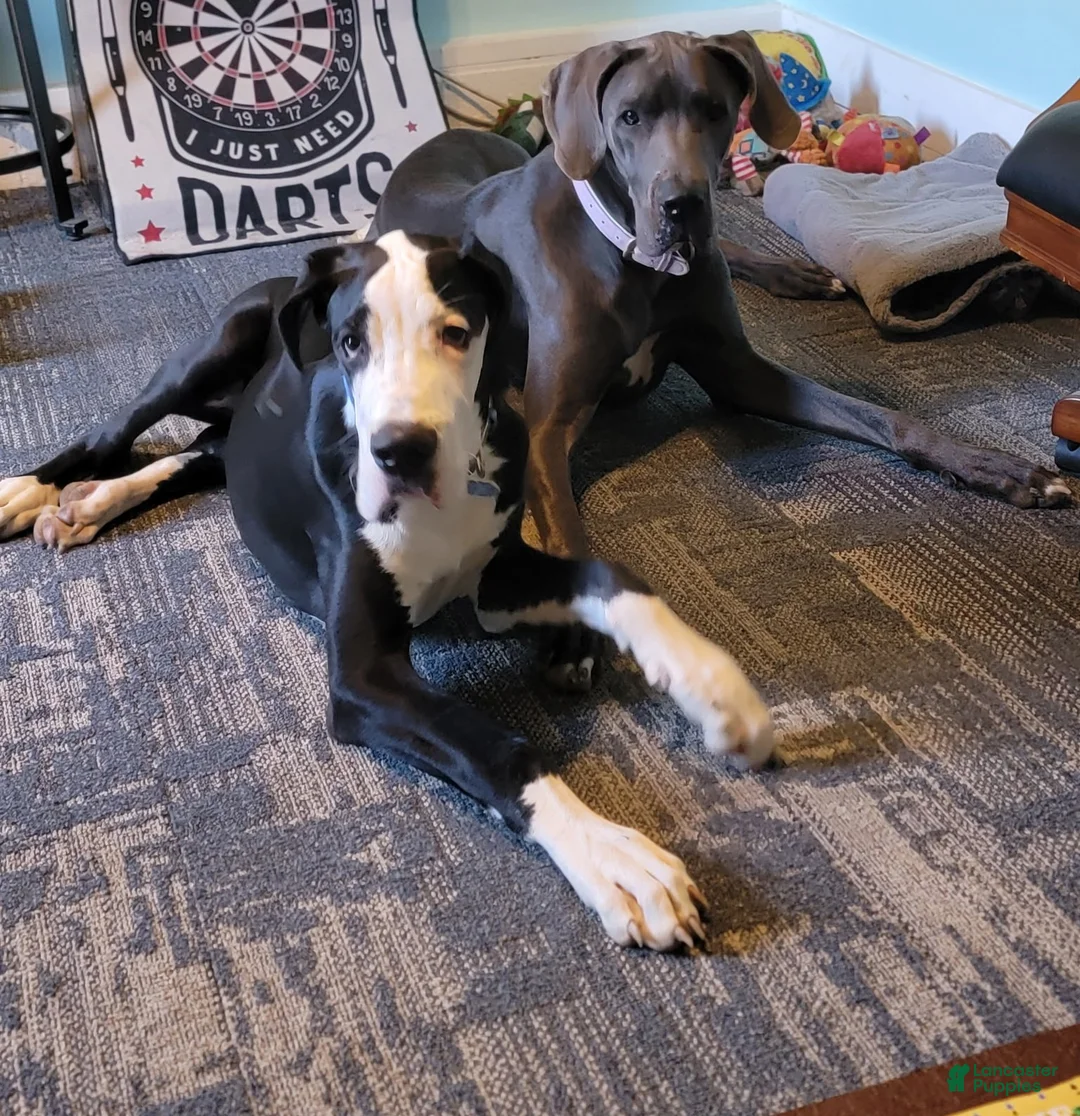 Gallery Image {{count}}