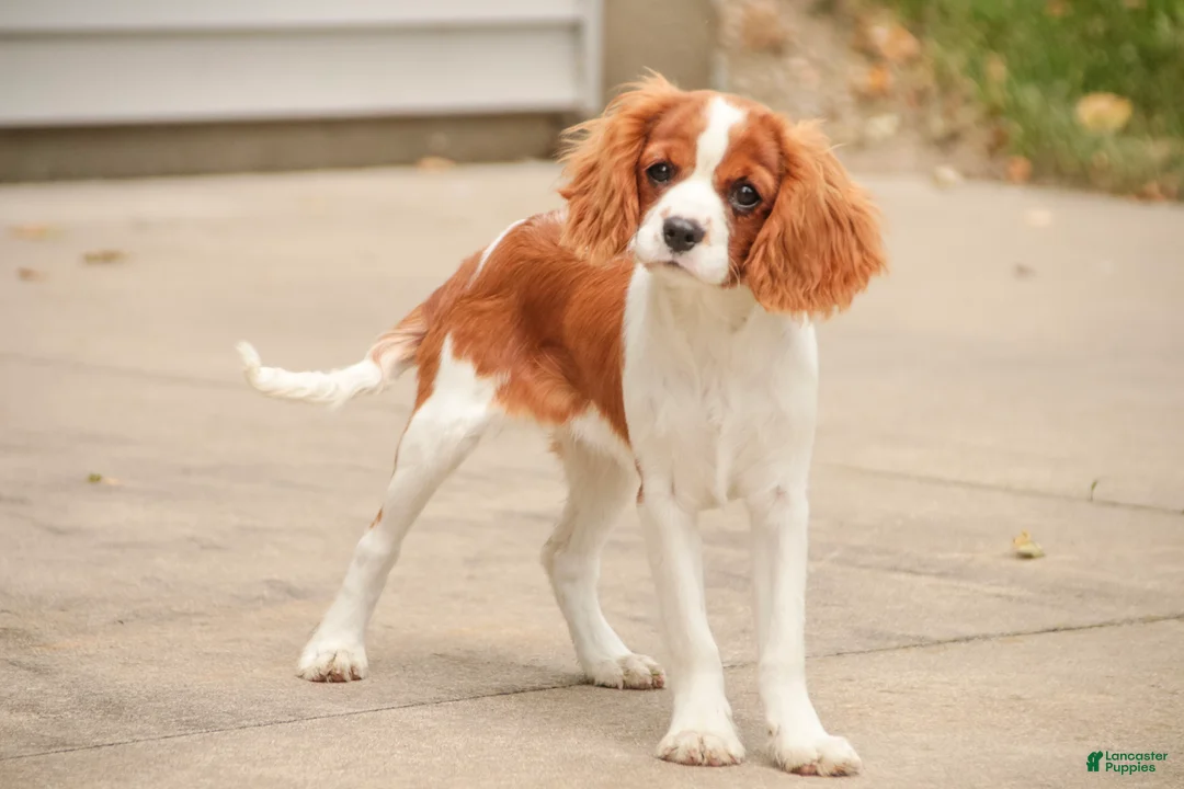 Cavalier King Charles Spaniel dogs for sale: Izzy - Ad 1