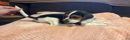 Beagle dogs for sale: Beagle 4 - Ad 8