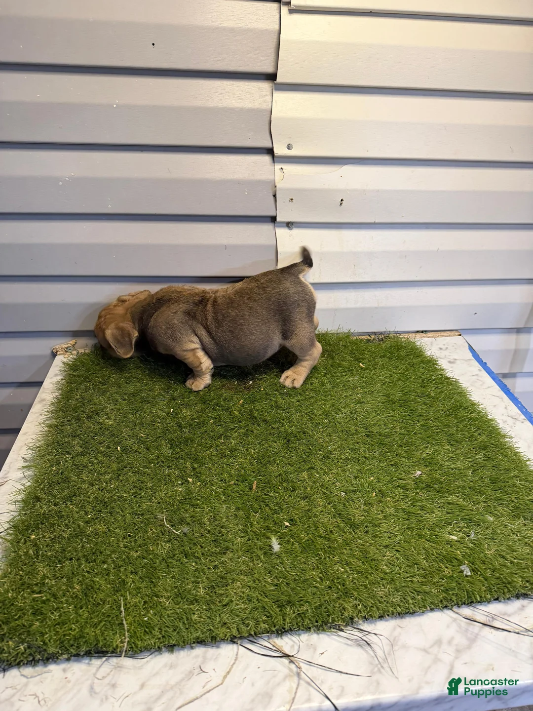 American Bully dogs for sale: American Bully Puppy 1 - Ad 5