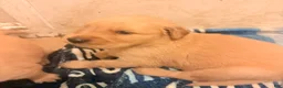 Golden Retriever dogs for sale: Golden Retriever 7 - Ad 5