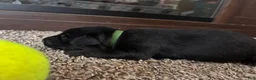 Mixed Breed dogs for sale: Tango - Ad 3