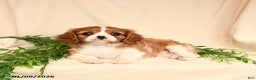 Cavalier King Charles Spaniel dogs for sale: Eliot - Ad 4