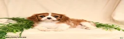 Cavalier King Charles Spaniel dogs for sale: Eliot - Ad 4