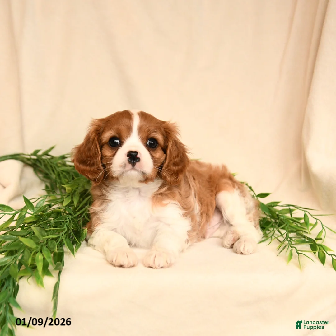 Cavalier King Charles Spaniel dogs for sale: Eliot - Ad 4