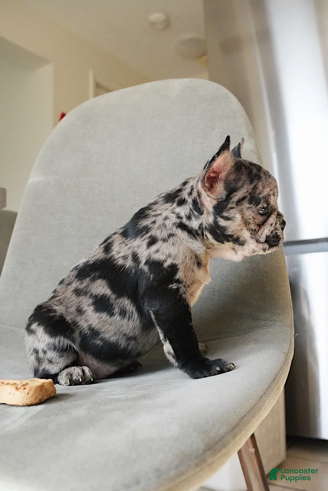 French Bulldog dogs for sale: Stormi - Ad 3