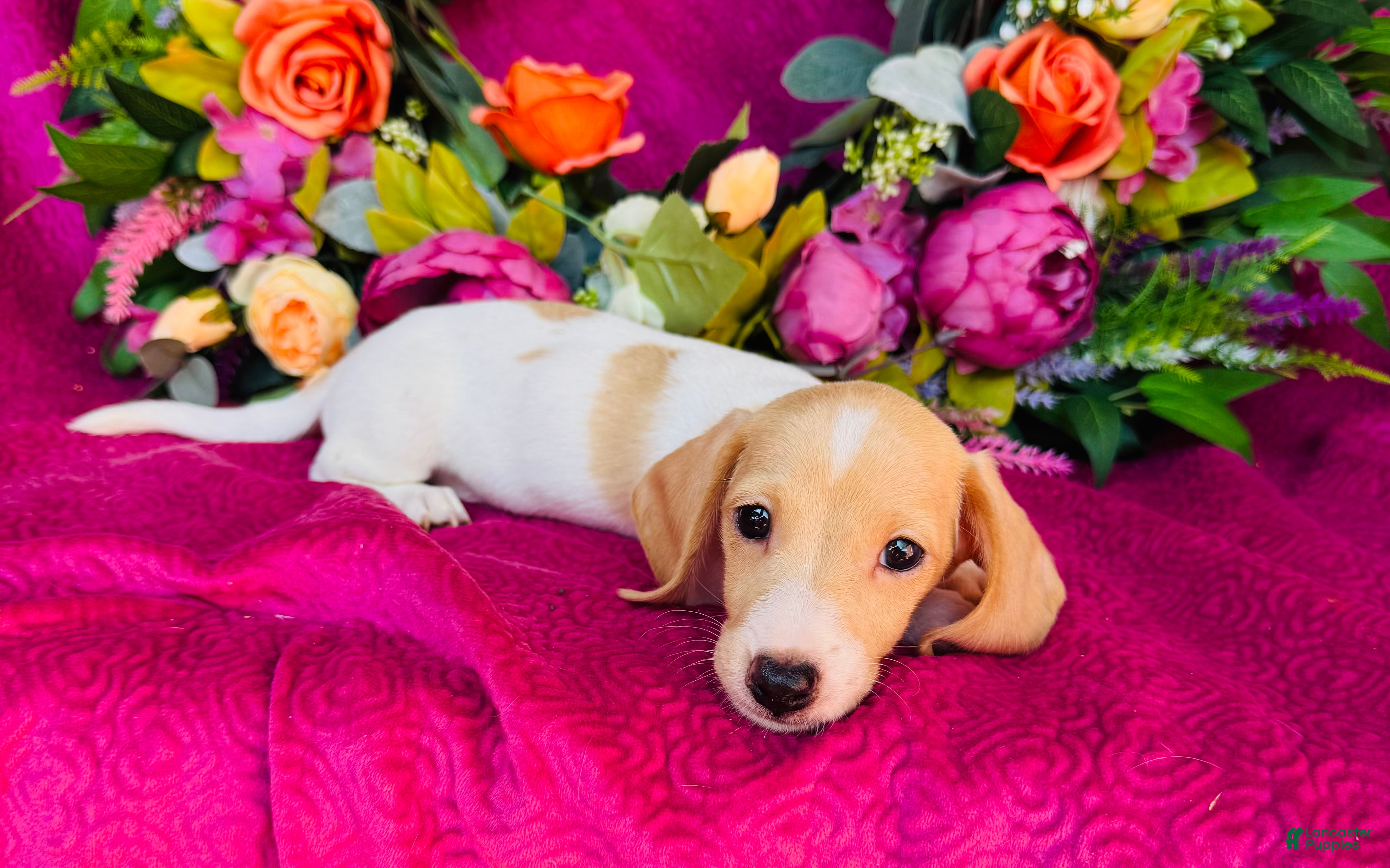 Miniature Dachshund dogs Jameson  - Ad 2
