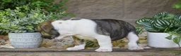 Olde English Bulldogge dogs for sale: Aurora - Ad 11