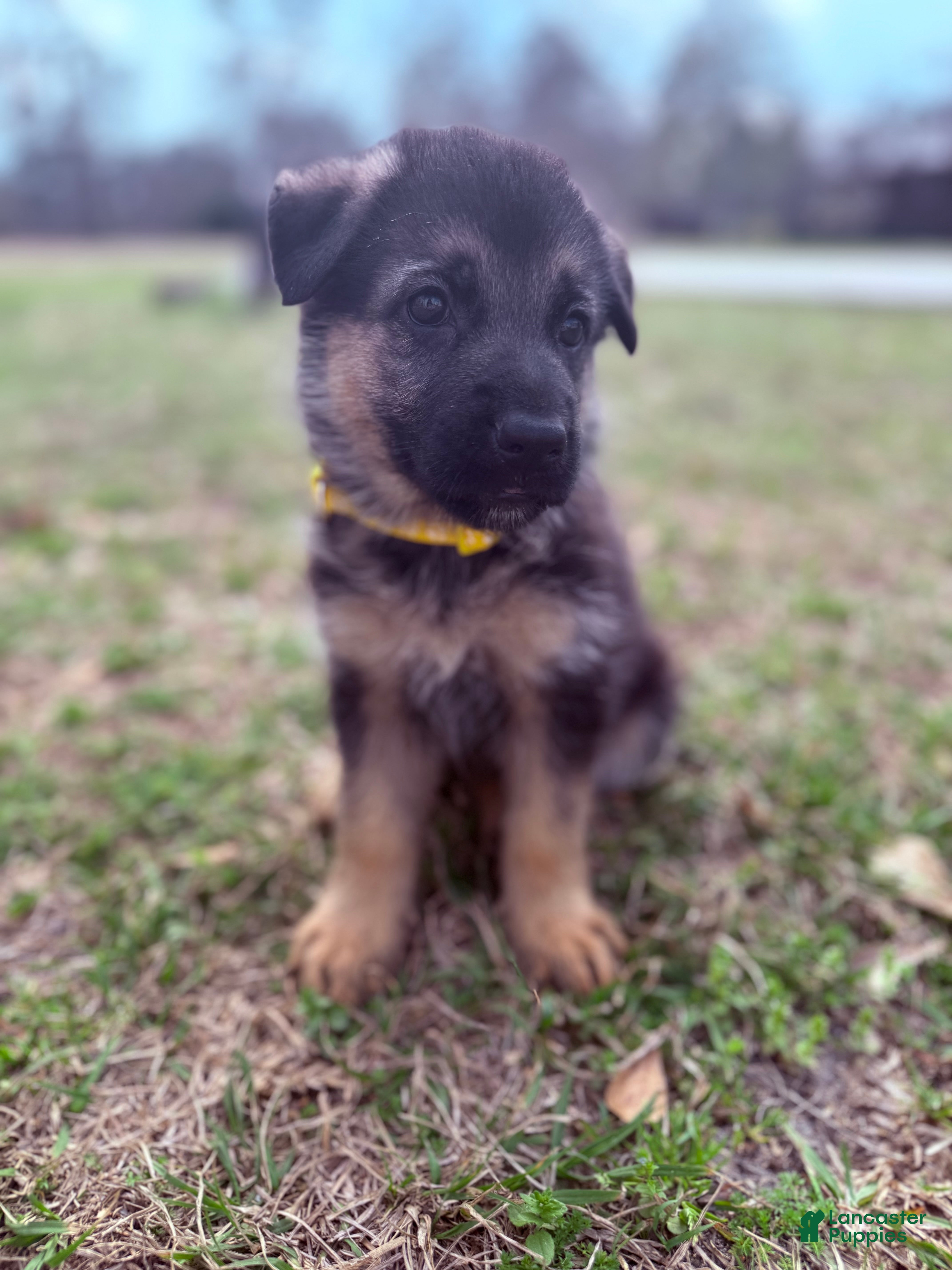 German Shepherd dogs Angel - Ad 10
