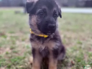 German Shepherd dogs Angel - Ad 10