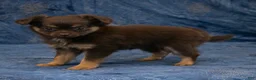 Chihuahua dogs for sale: Hailey - Ad 7
