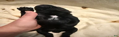 Dean AKC