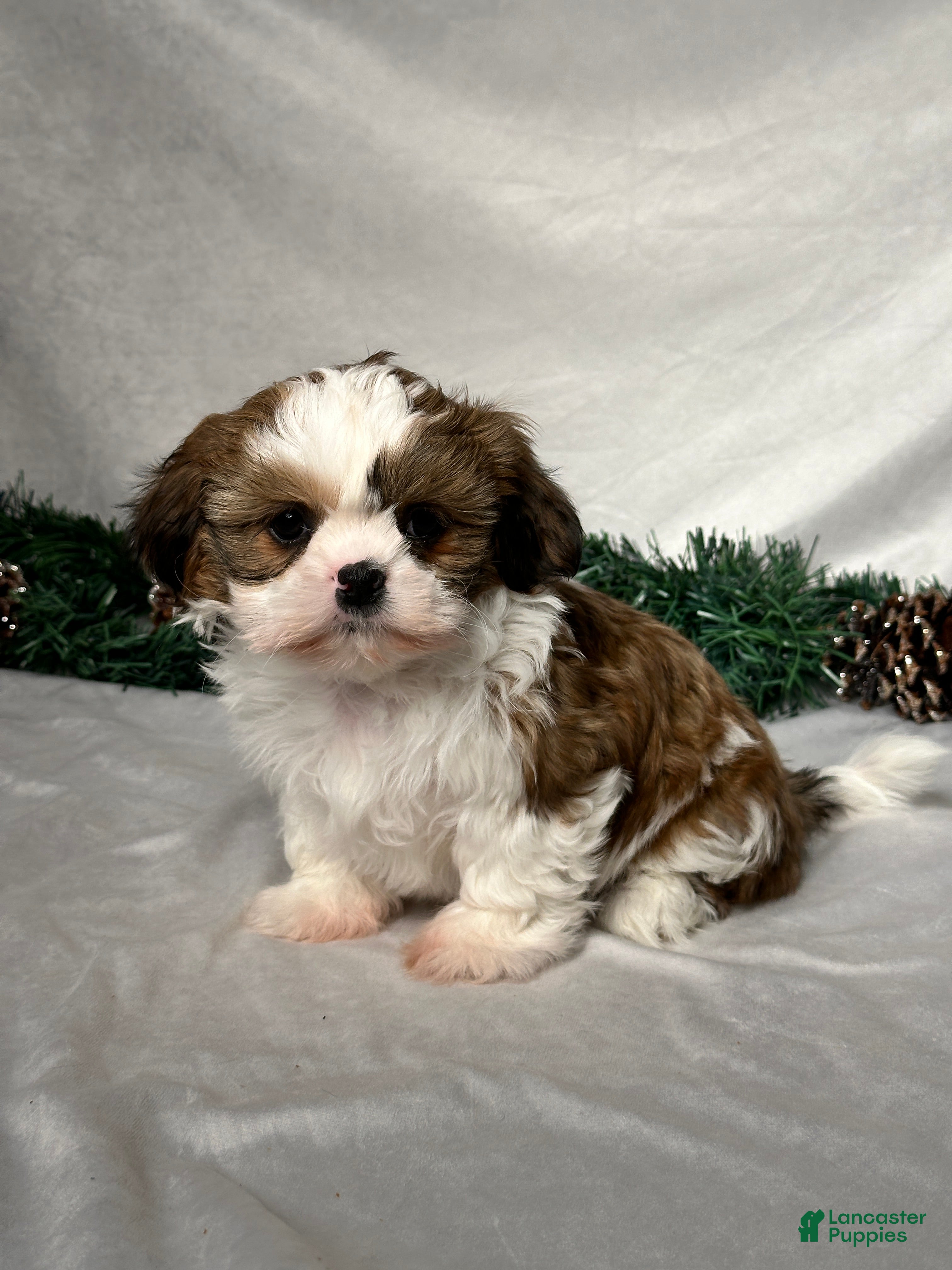 Shih Tzu dogs Chase - Ad 2
