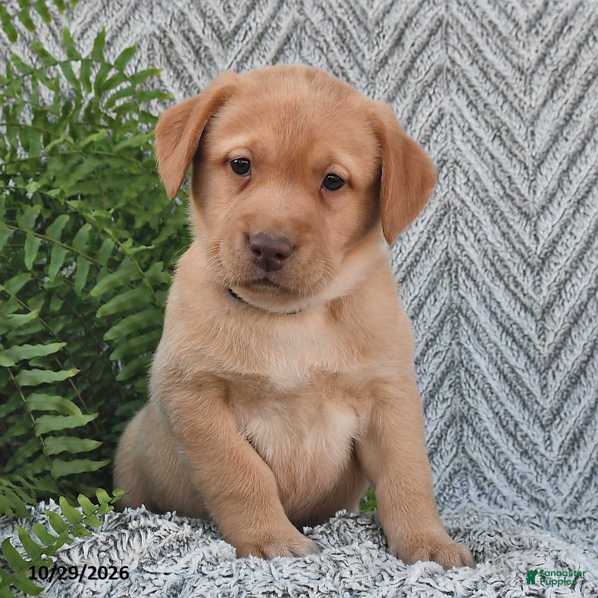 Labrador Retriever dogs for sale: Chipper  - Ad 1