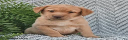 Labrador Retriever dogs for sale: Chipper  - Ad 1