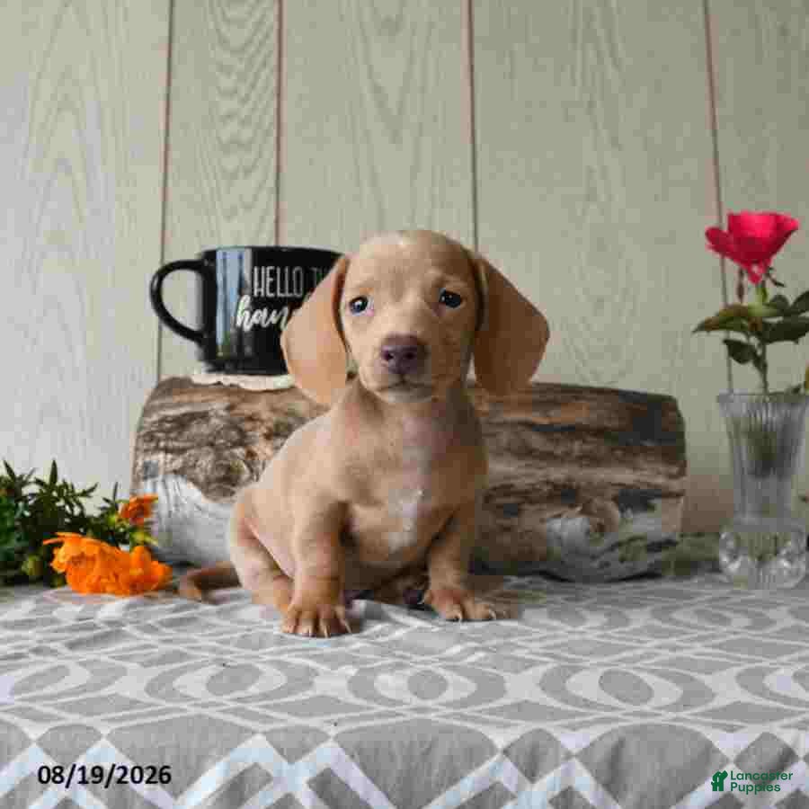 Miniature Dachshund dogs Randy - Ad 1