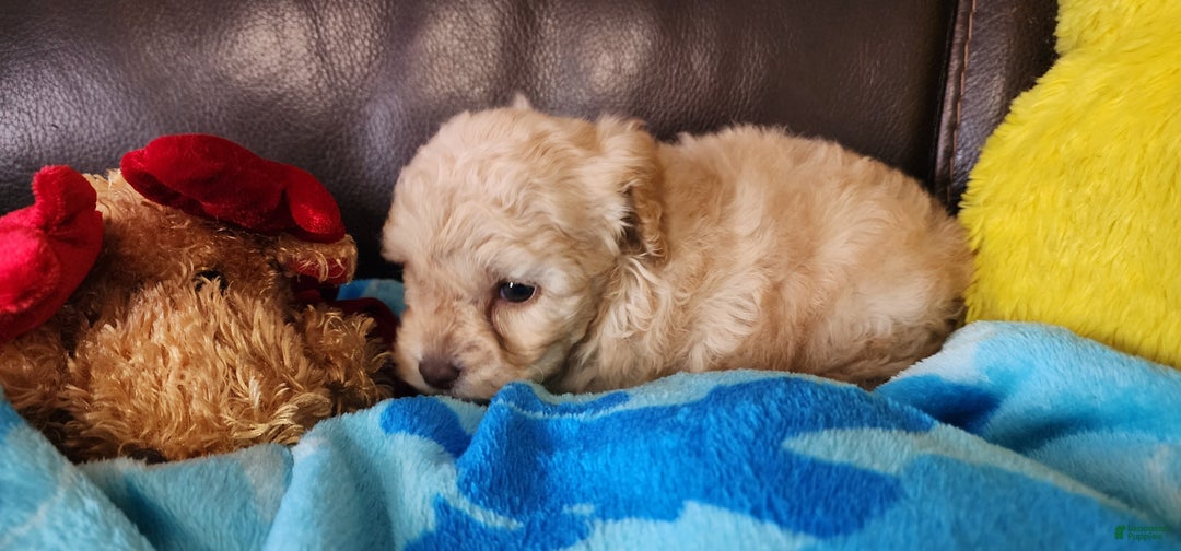 Shihpoo dogs for sale: Graham - Ad 3