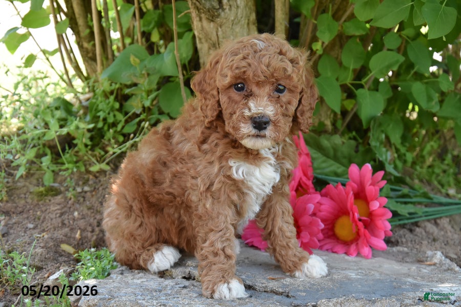Miniature Poodle dogs June - Ad 2