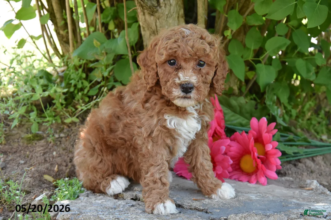 Miniature Poodle dogs for sale: June - Ad 2