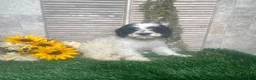 Mixed Breed dogs for sale: Phyllis - Ad 2
