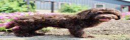 Cockapoo dogs for sale: Arlo - Ad 3