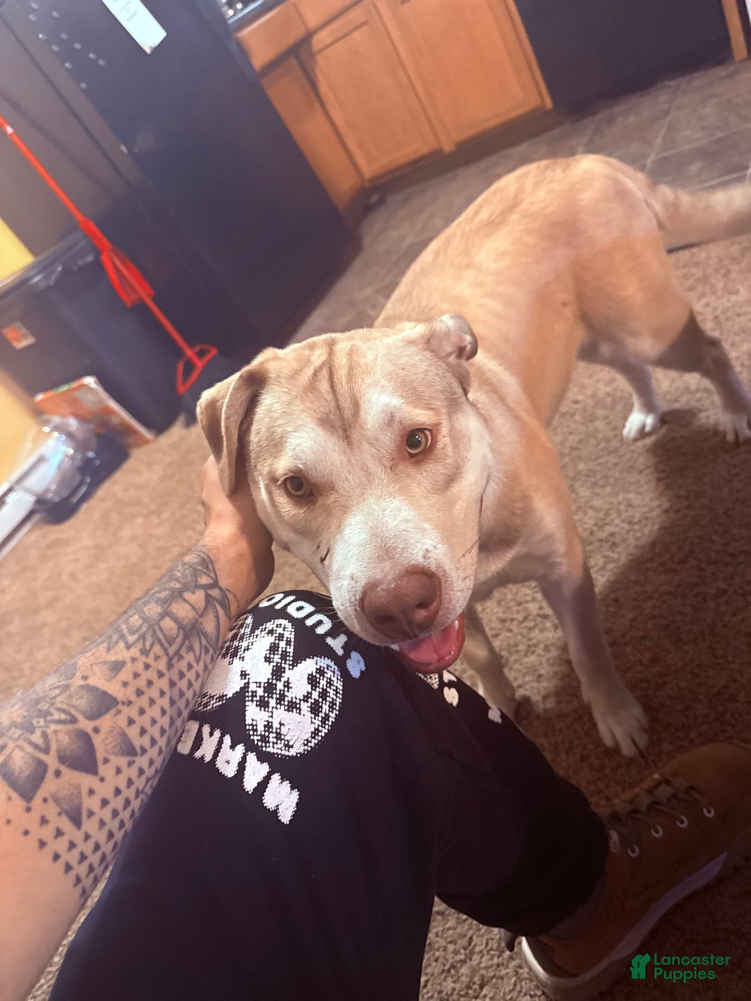 Mixed Breed dogs for sale: Mixed Breed Puppy 2 - Ad 2