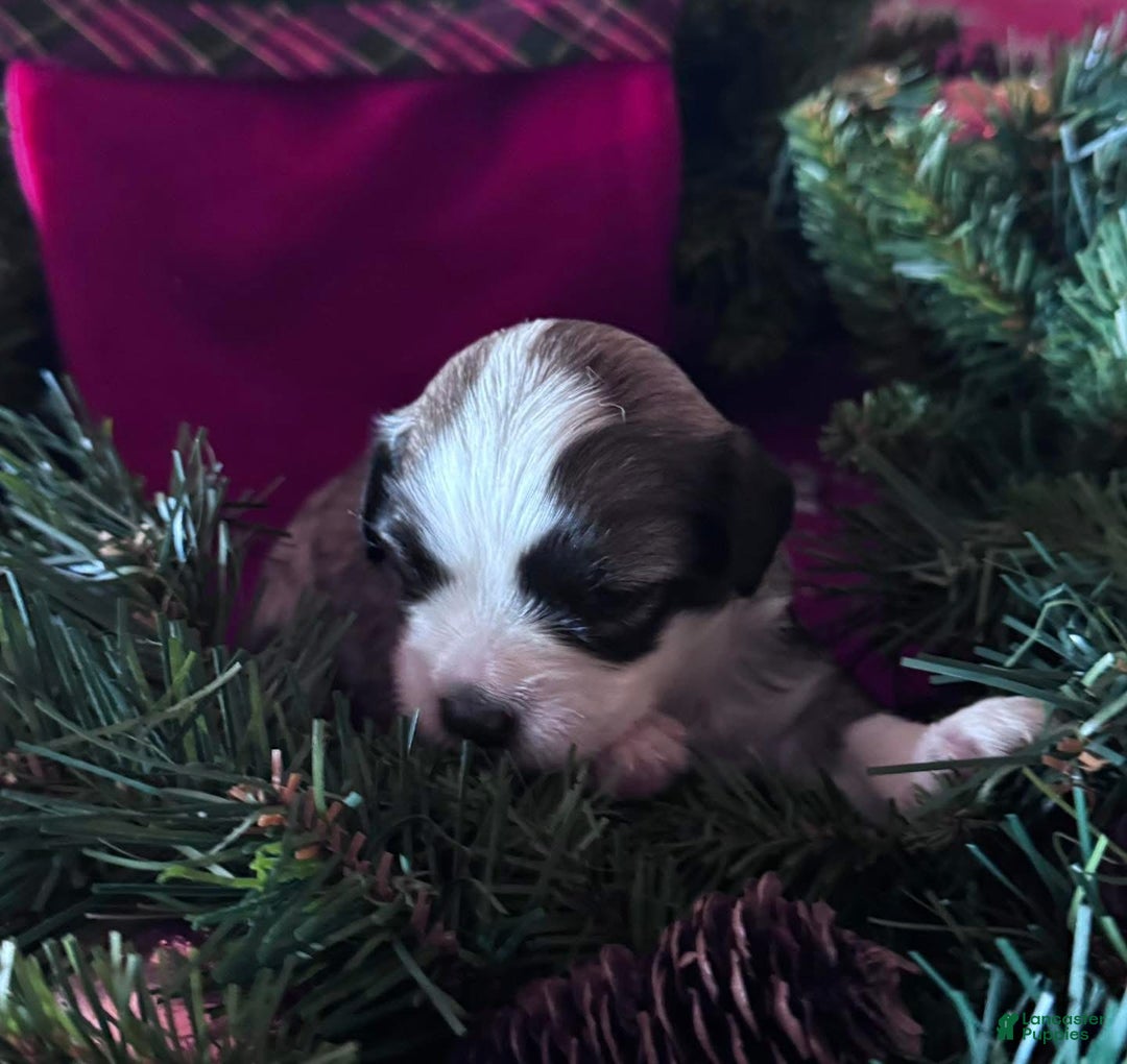 Chinese Crested dogs for sale: Chinese Crested Puppy 1 - Ad 2