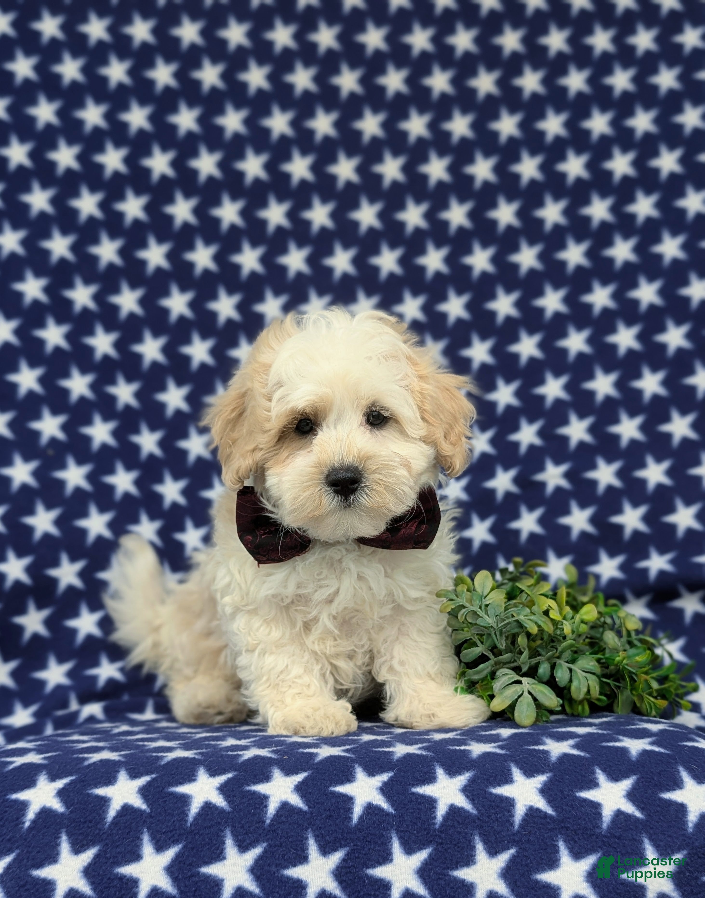 Maltipoo dogs Oscar - Ad 1
