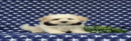 Maltipoo dogs for sale: Oscar - Ad 1