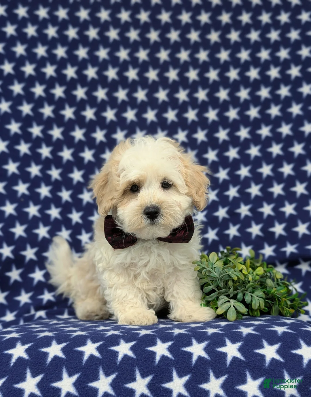 Maltipoo dogs for sale: Oscar - Ad 1