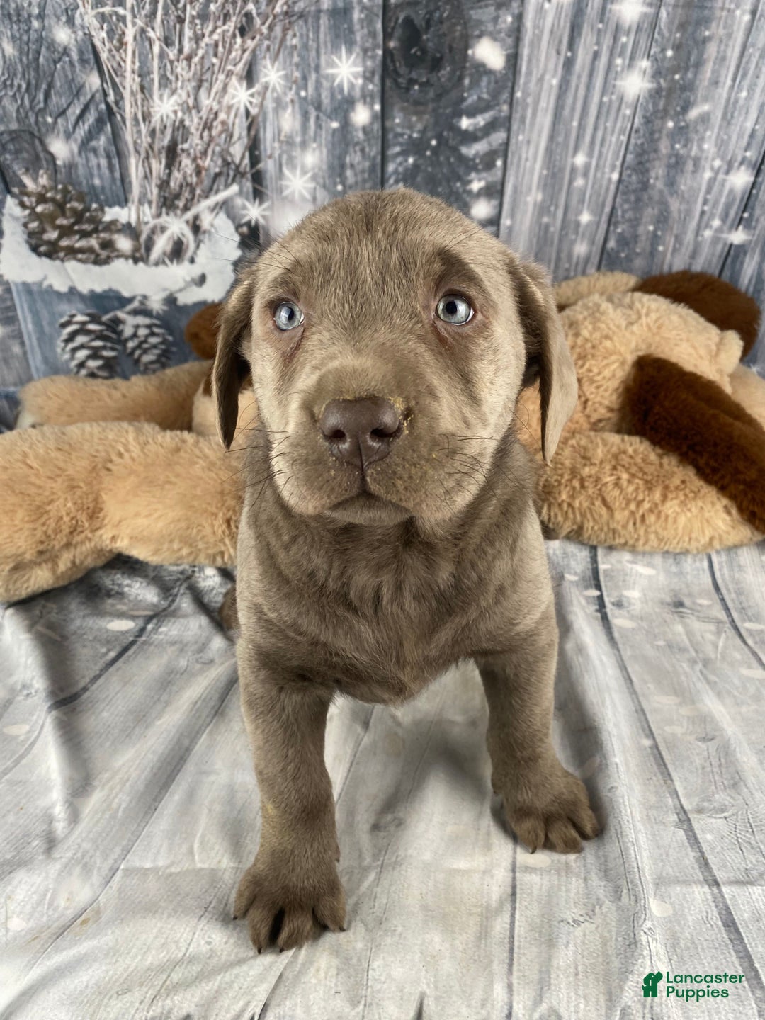 Labrador Retriever dogs for sale: Abby - Ad 13