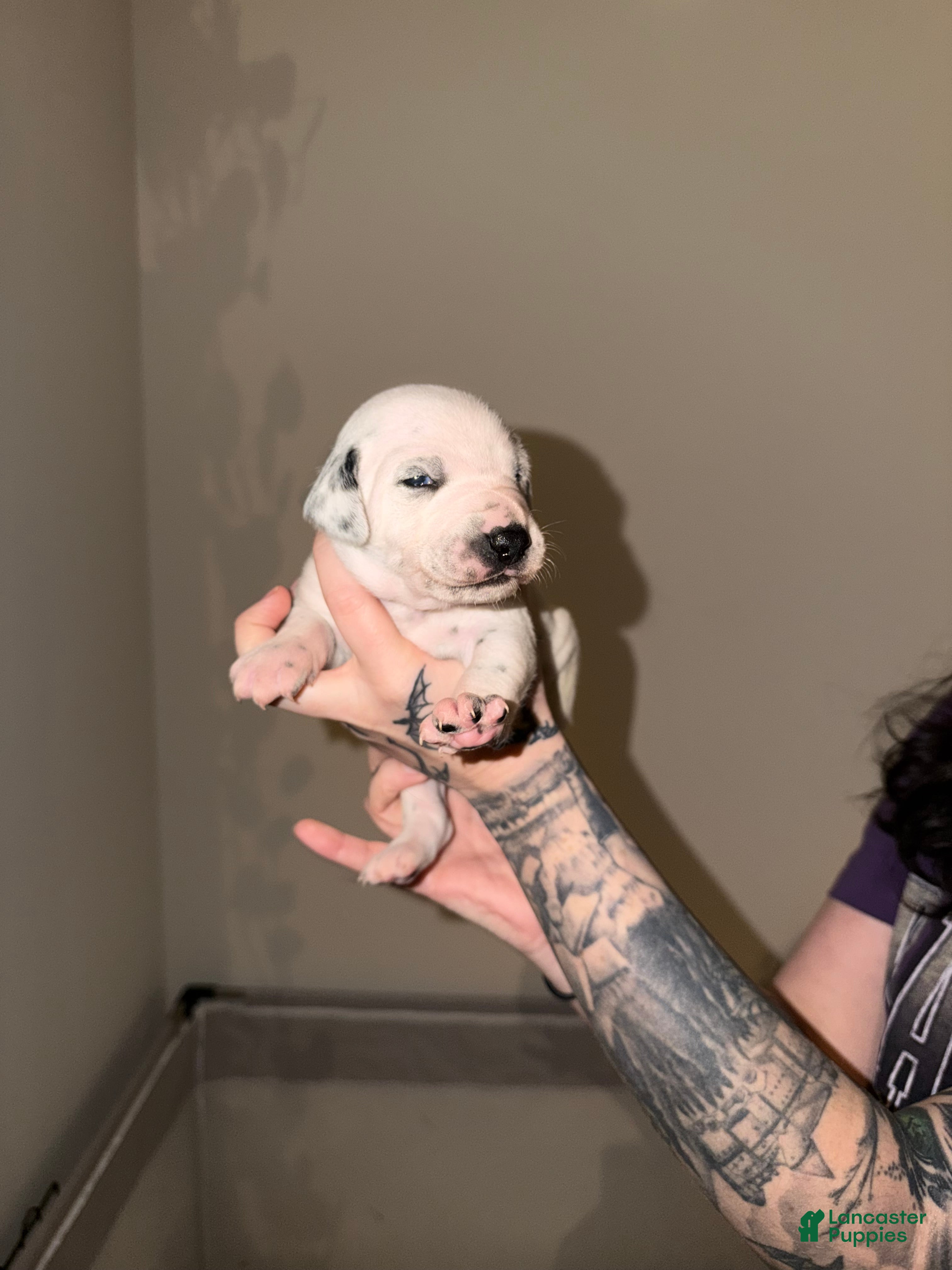 Dalmatian dogs Dalmatian Puppy 1 - Ad 11